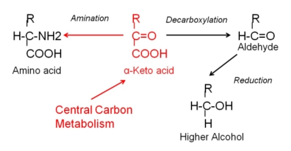 Genetic-Engineering-for-Enhanced-Amino-Acid-Biosynthesis.jpg