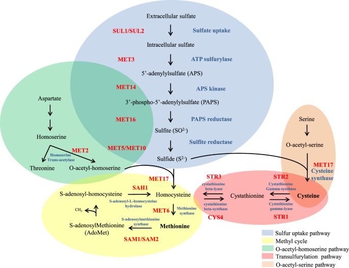 Regulation-of-Amino-Acid-Biosynthesis.jpg