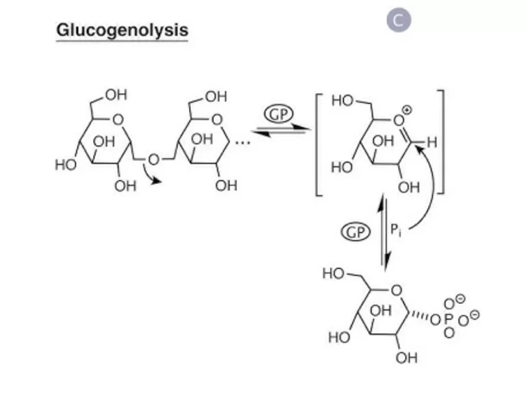 Glucogenolysis-process-768x583.jpg