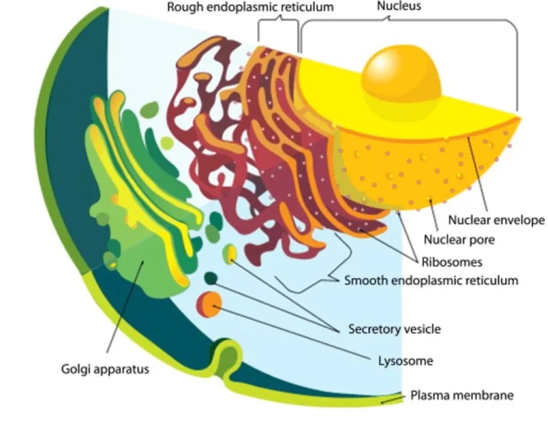 Virus-structure-1-768x592.jpg