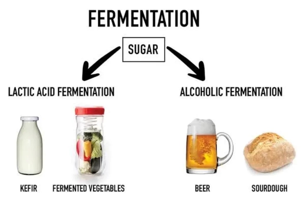 Fermentation-Process.jpg