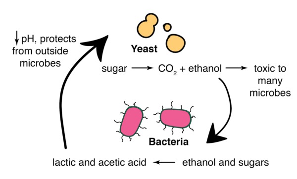 Several-types-of-microorganisms-play-pivotal-roles-in-fermentation-600x362.jpg