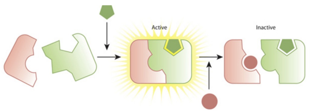 Enzyme-Inactivation-1.jpg