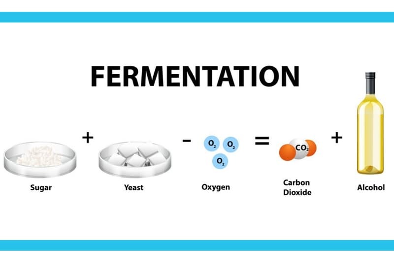 Introduction-to-Fermentation.jpg