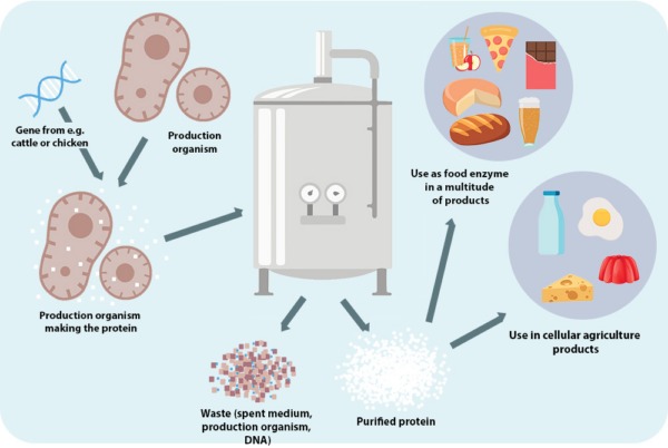 Microbial-fermentation-process-600x402.jpg
