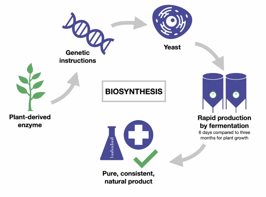 Synthesis1.jpg