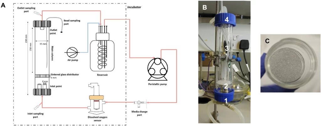 Fluidized-Bed-Bioreactor-1024x404.jpg