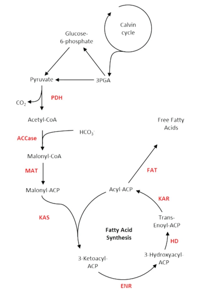 Fatty-Acid-Synthesis.jpg