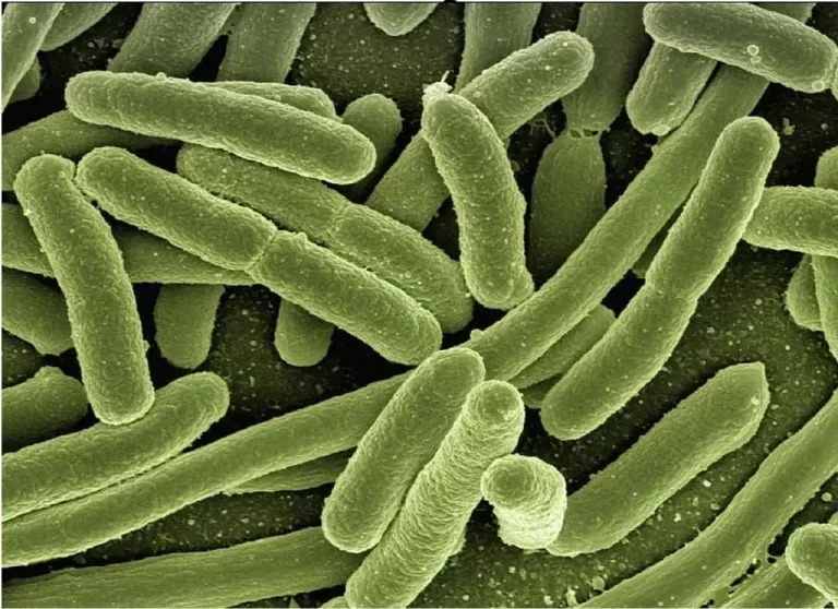 Fermenter-Bacteria-768x558.jpg