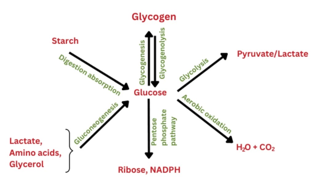 Biosynthesis-of-Carbohydrates.jpg