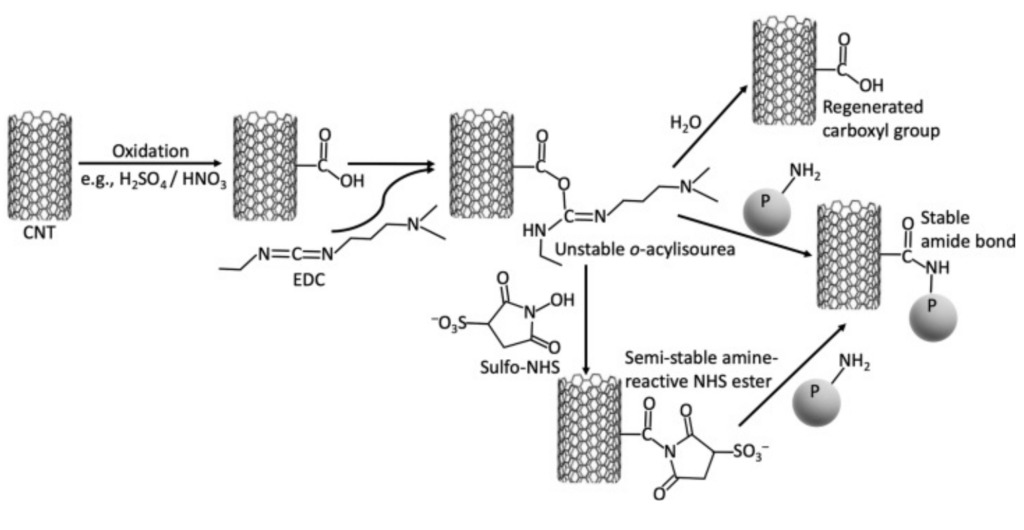 The-structure-of-enzymes-1.jpg
