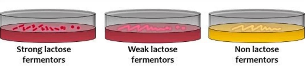 Types-of-Lactose-Fermenter-1024x225.jpg