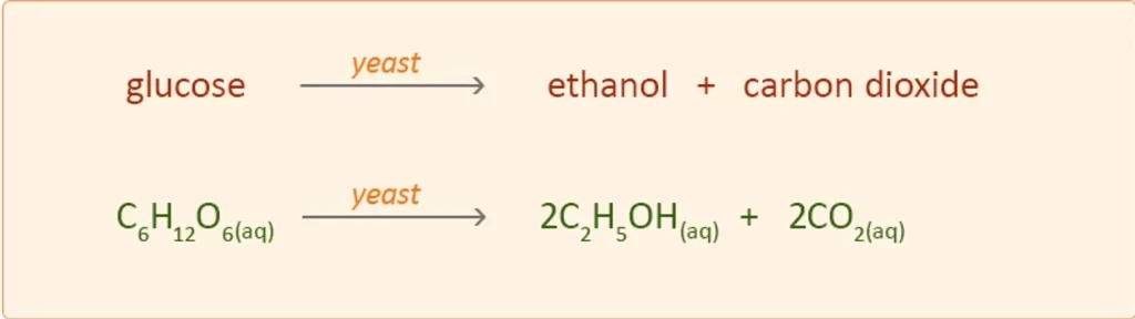 fermentation-equation.jpg