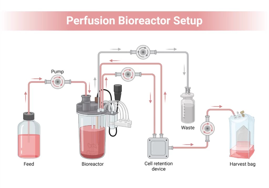 Perfusion-Bioreactor-setup-1024x717.jpg