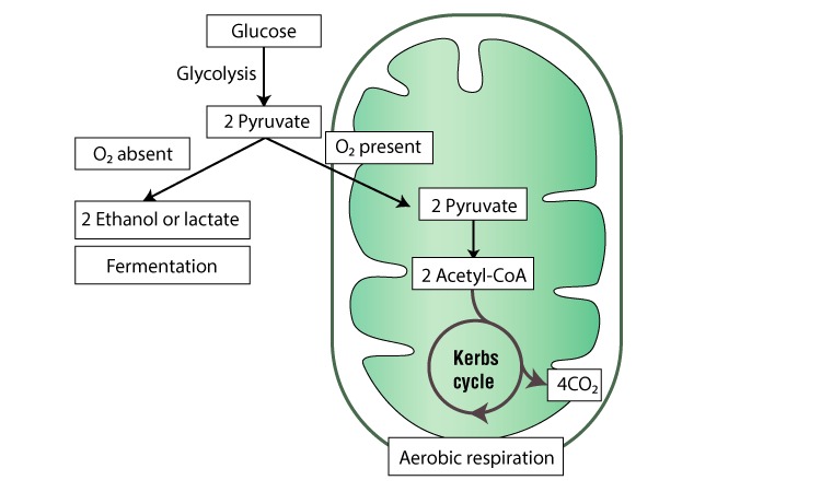 Two-Types-of-Fermentation.jpg