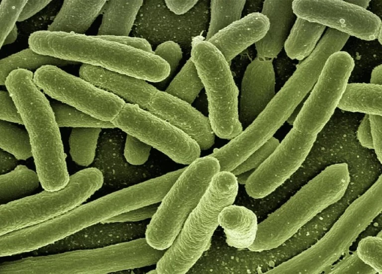 bacterial-fermentation-1-768x551.jpg
