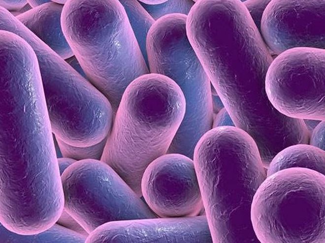 Bacterial-Fermentation.jpg