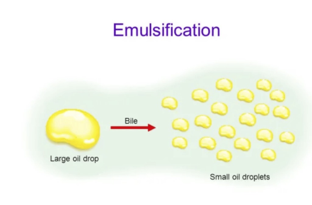 Emulsification-in-Biology-1.jpg