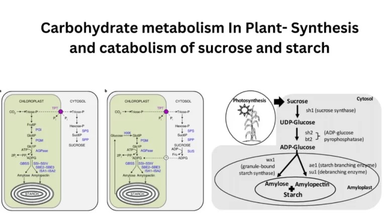 Biosynthesis of Carbohydrates: Key Role in Metabolism - Bailun