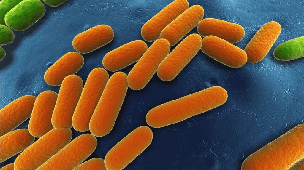 bacterial-fermentation.jpg